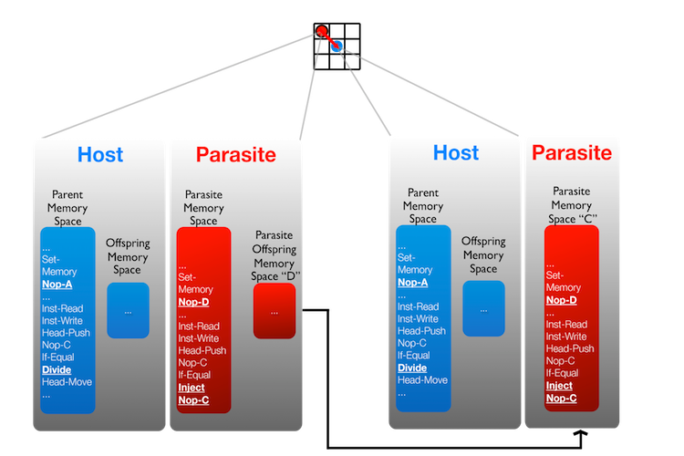 Depiction of a Host-Parasite Interaction